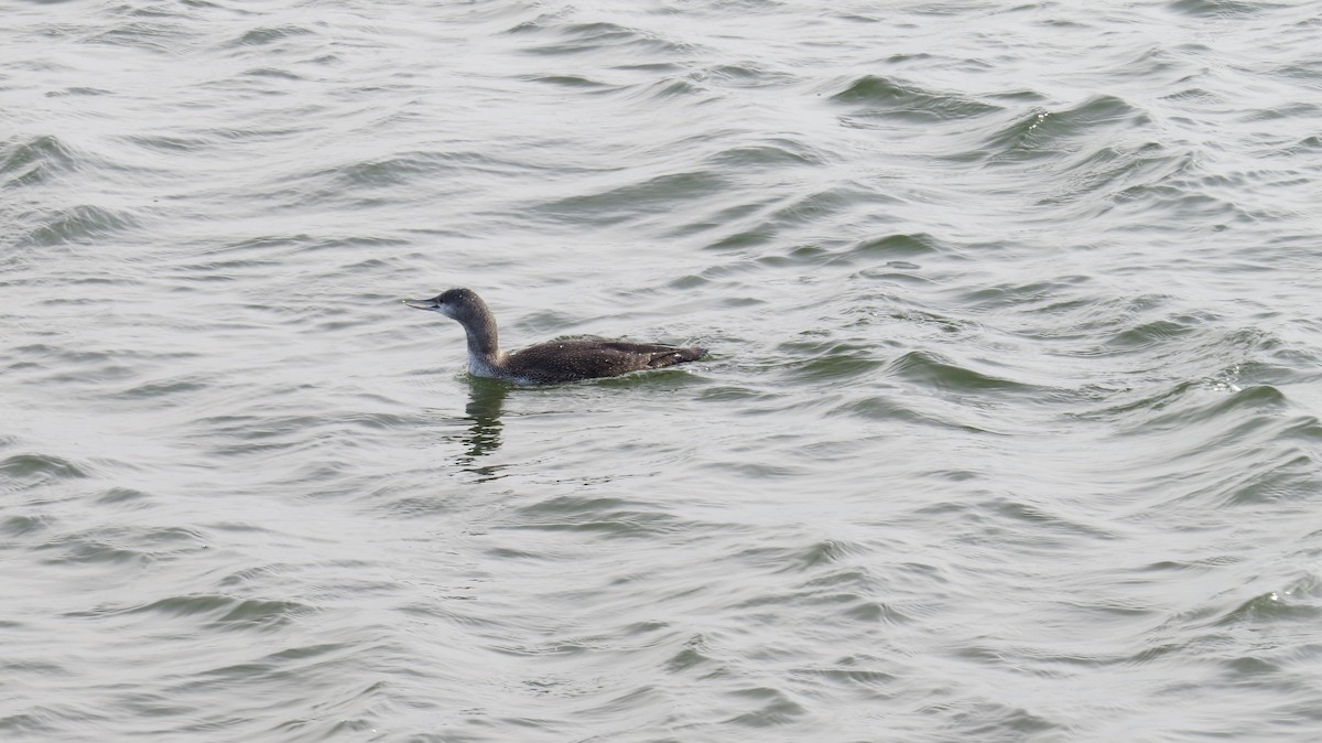 Red-throated Loon - ML405764641