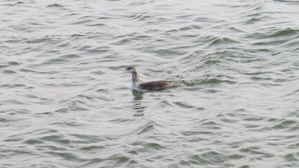 Red-throated Loon - ML405764651