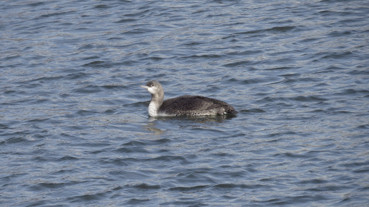 Red-throated Loon - ML405764691