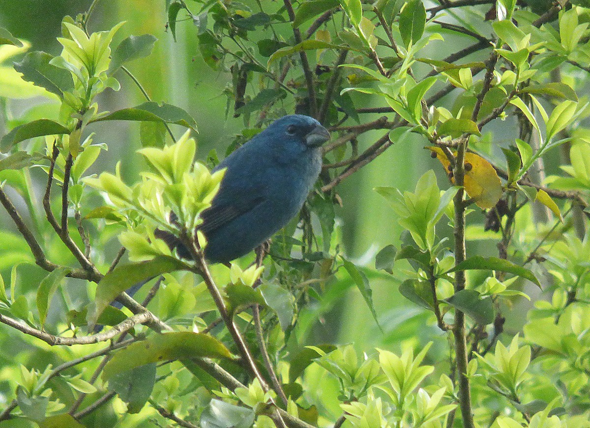 Glaucous-blue Grosbeak - ML405766091