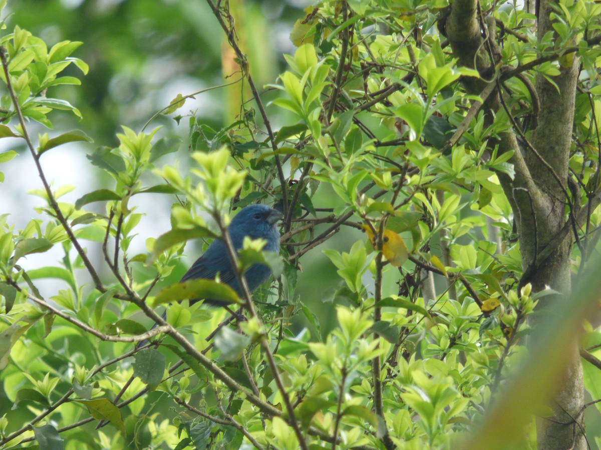 Glaucous-blue Grosbeak - ML405766171