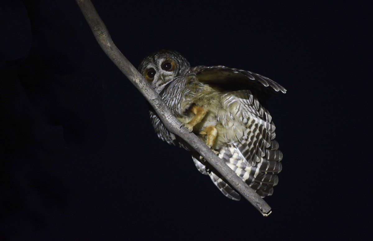 Rufous-legged Owl - ML405766211