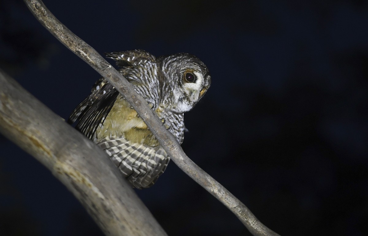 Rufous-legged Owl - ML405766231