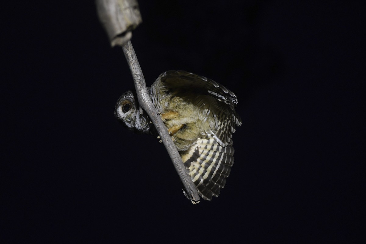 Rufous-legged Owl - ML405766271