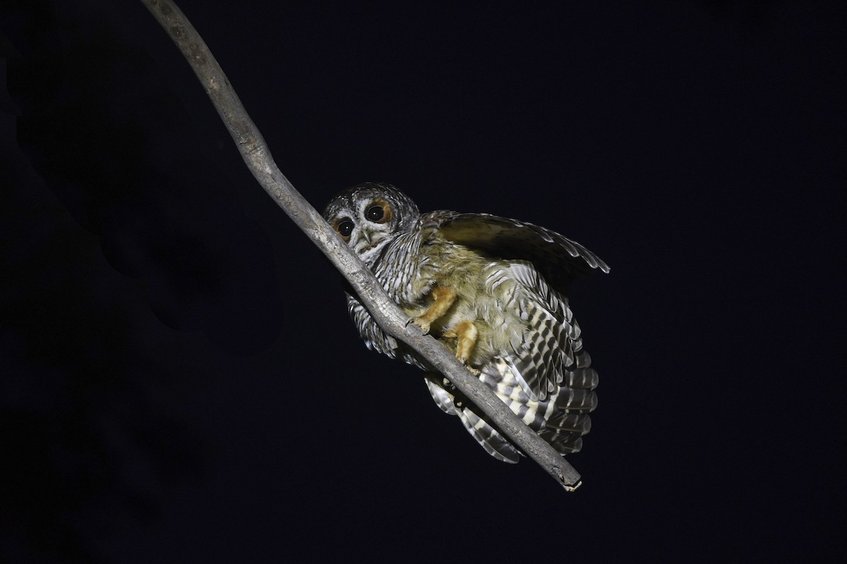 Rufous-legged Owl - ML405766291
