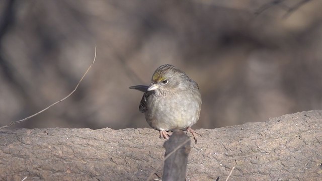 Golden-crowned Sparrow - ML405768271