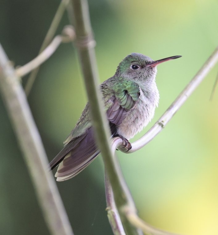 skjellbrystkolibri (cuvierii gr.) - ML405769221