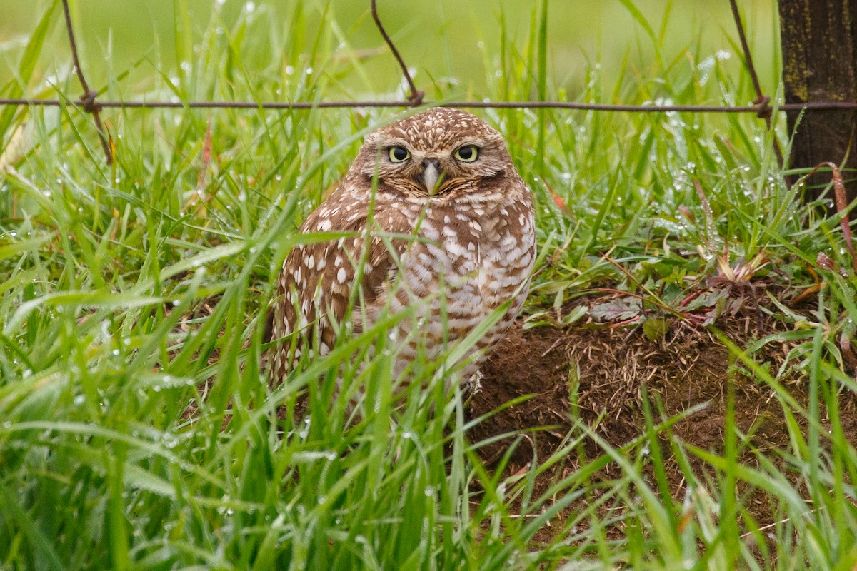 Burrowing Owl - ML405769491