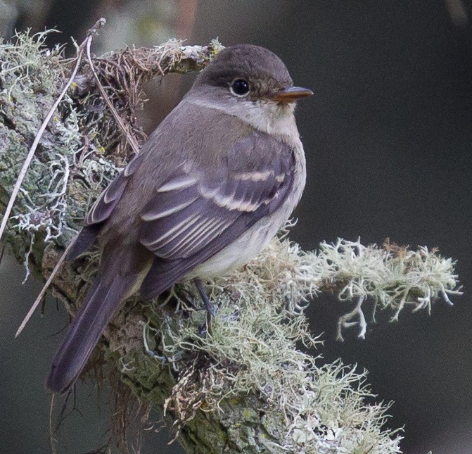 Least Flycatcher - ML405769771