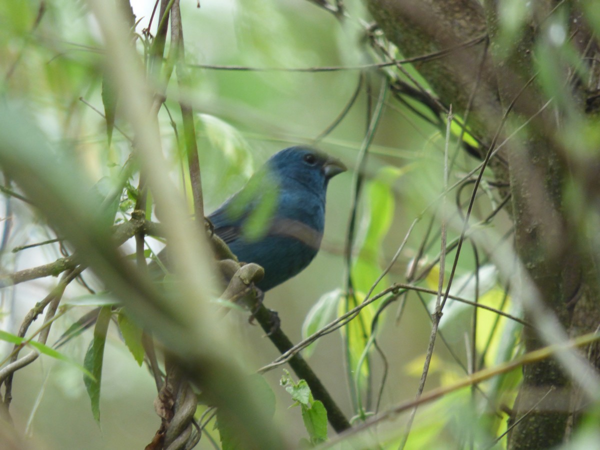 Glaucous-blue Grosbeak - ML405769841