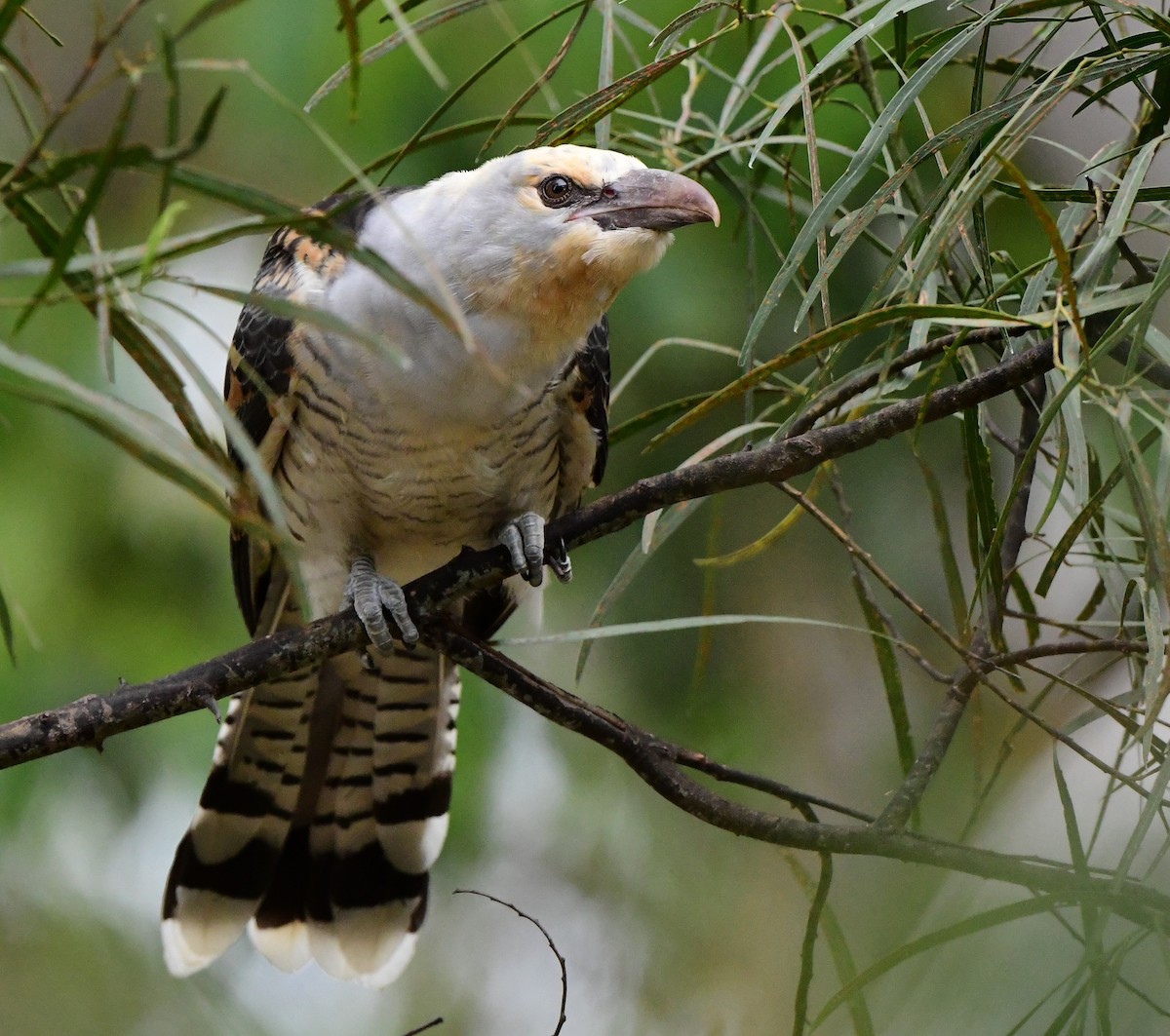 Channel-billed Cuckoo - Andy Gee