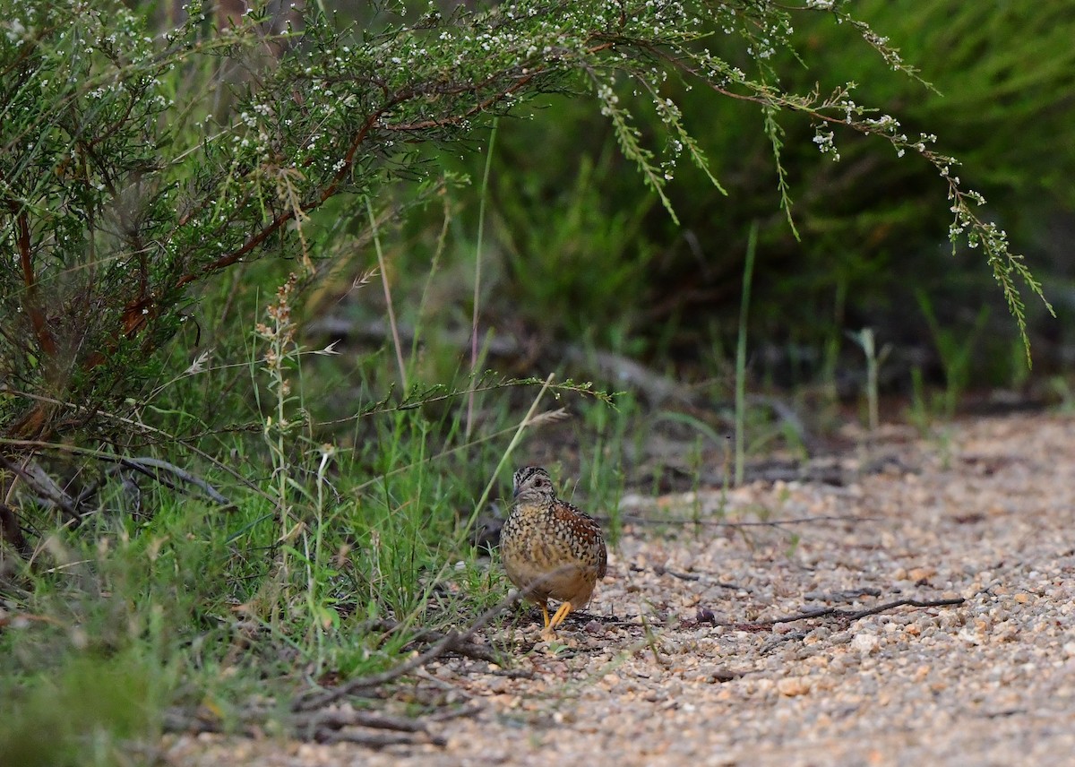 Painted Buttonquail - ML405772091