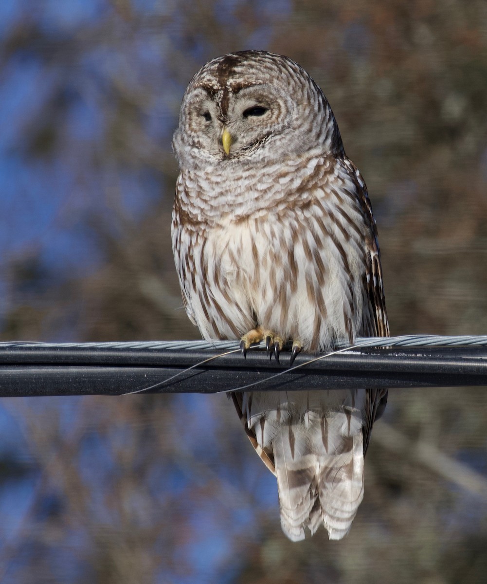 Barred Owl - ML405773351