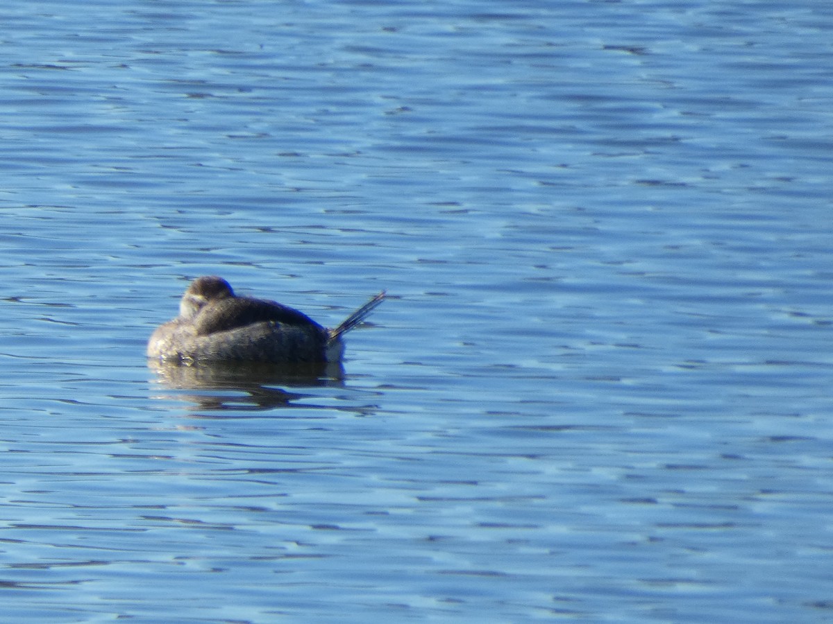 Ruddy Duck - ML405773441