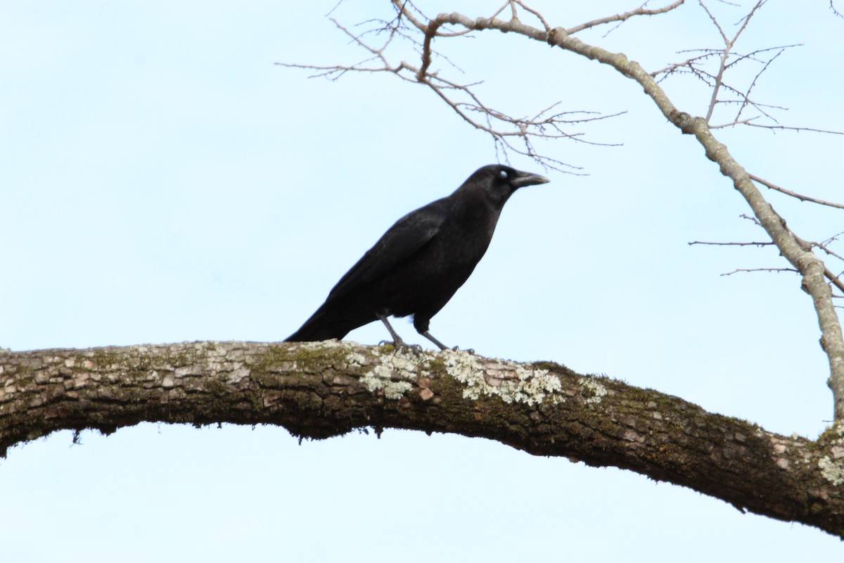 American Crow - ML405773561