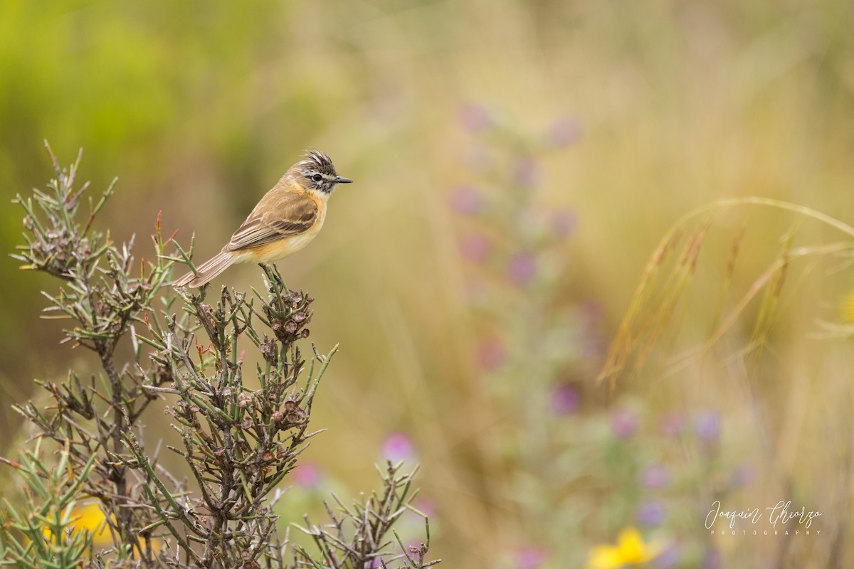 Bearded Tachuri - ML405773981