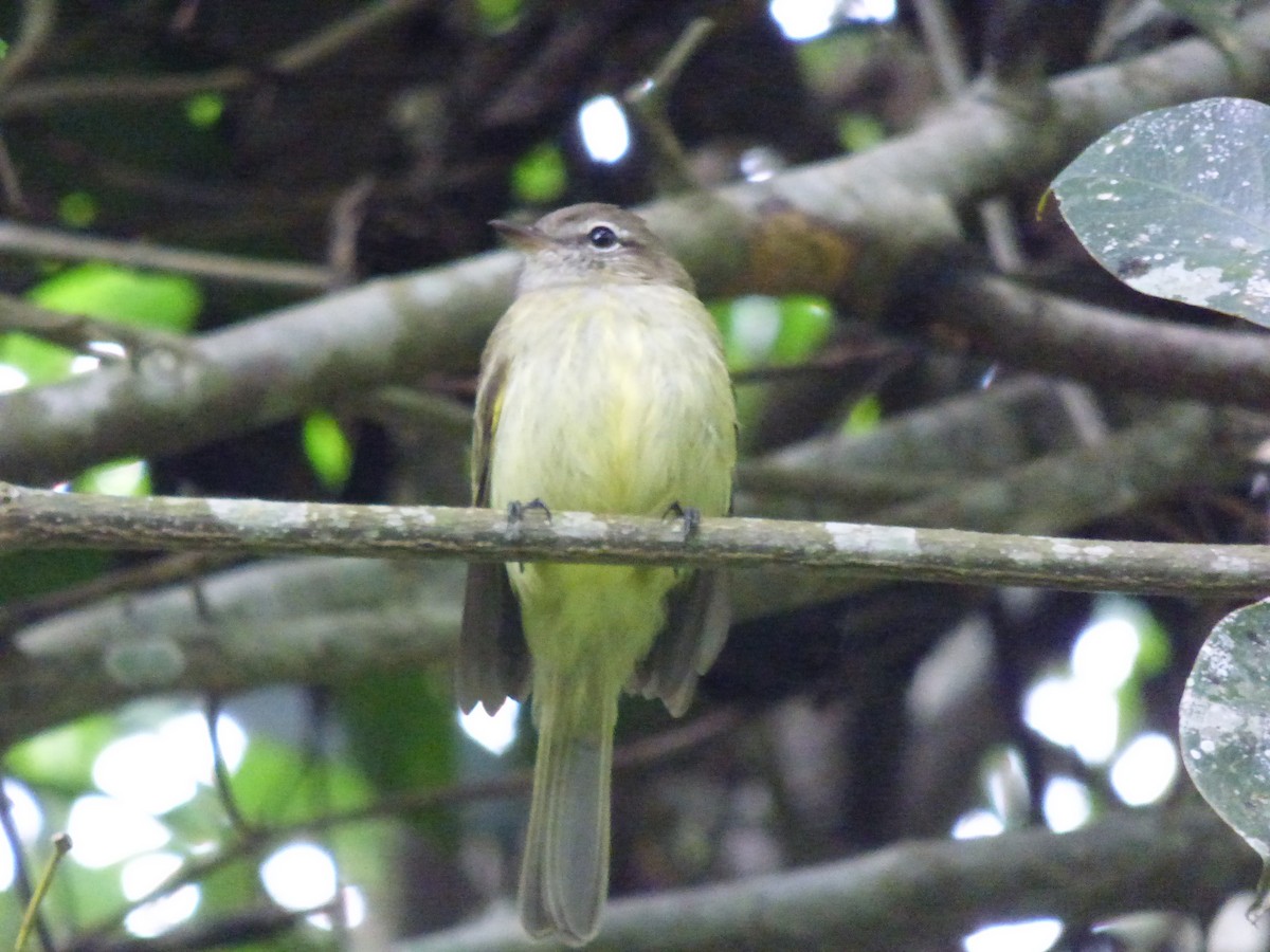 Greenish Elaenia - Pablo Hernan Capovilla