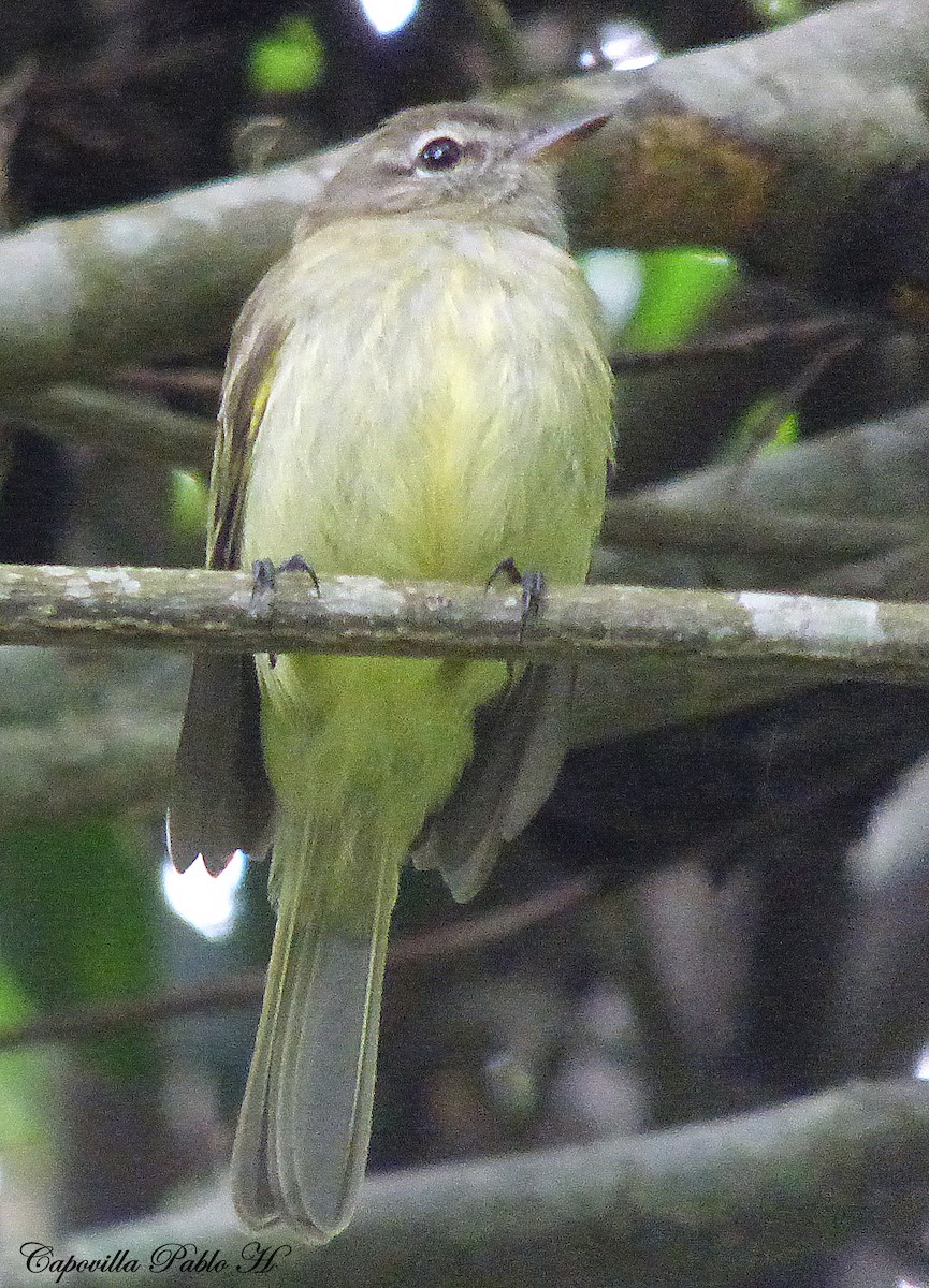 Greenish Elaenia - Pablo Hernan Capovilla