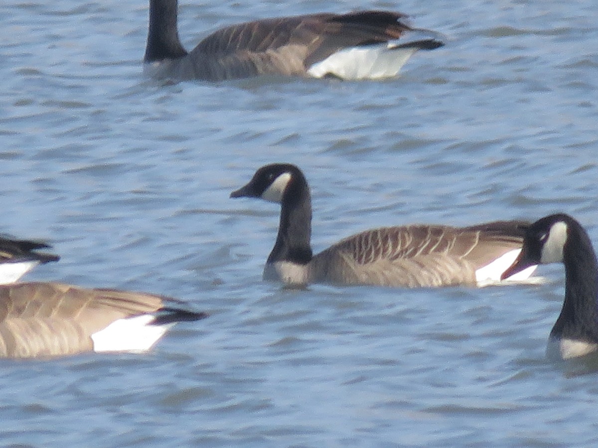 Cackling Goose - ML405778831