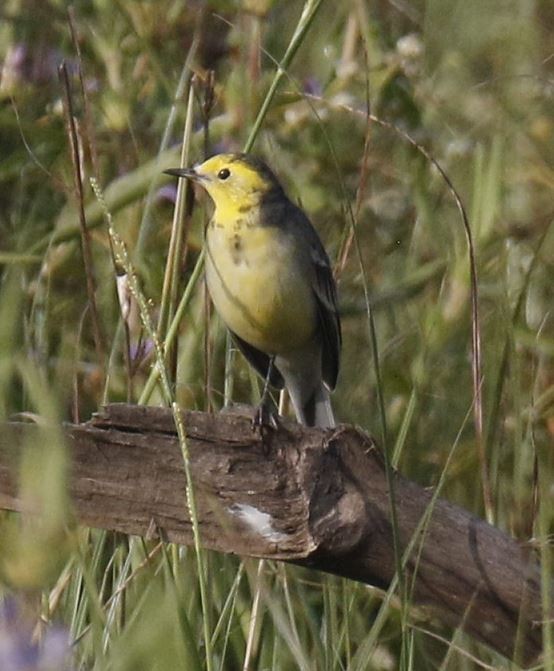 Citrine Wagtail - ML40577901