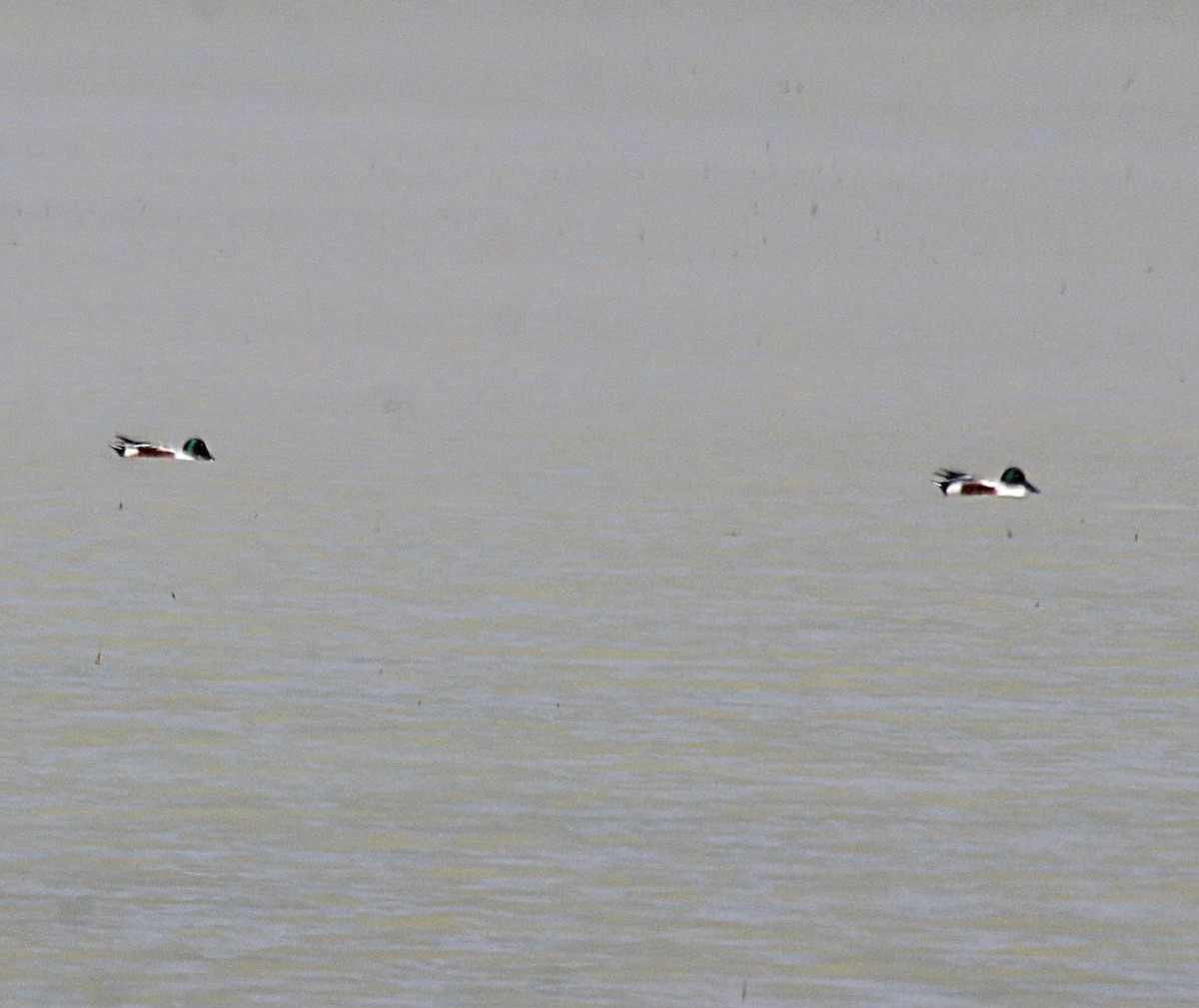 Northern Shoveler - César Lezama García