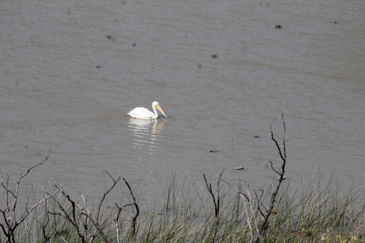 American White Pelican - ML405780561