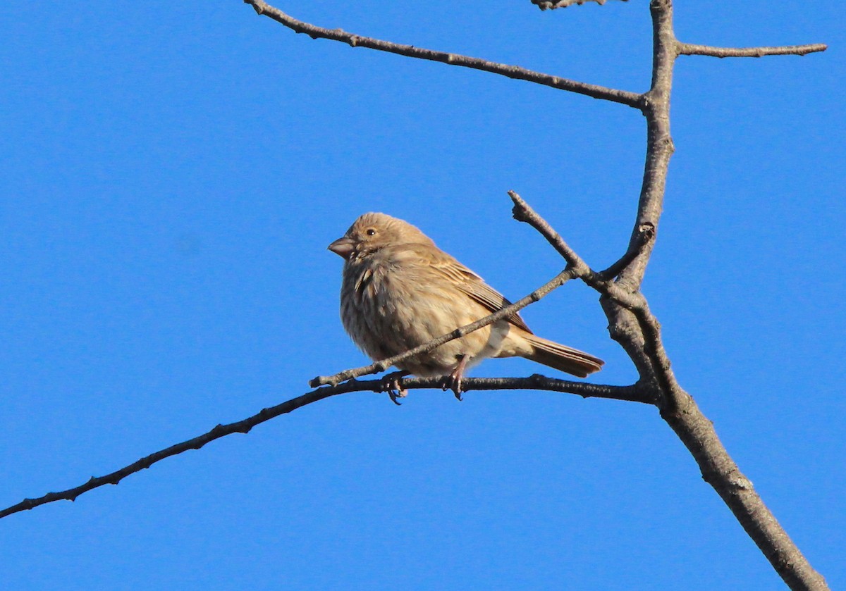 House Finch - ML405781111