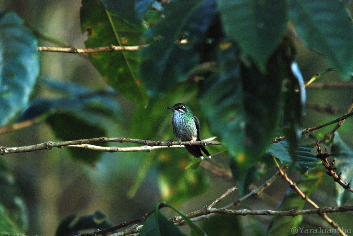 vimpelkolibri - ML405783401