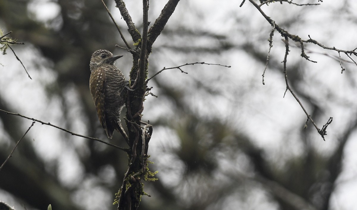 Dot-fronted Woodpecker - ML405783491