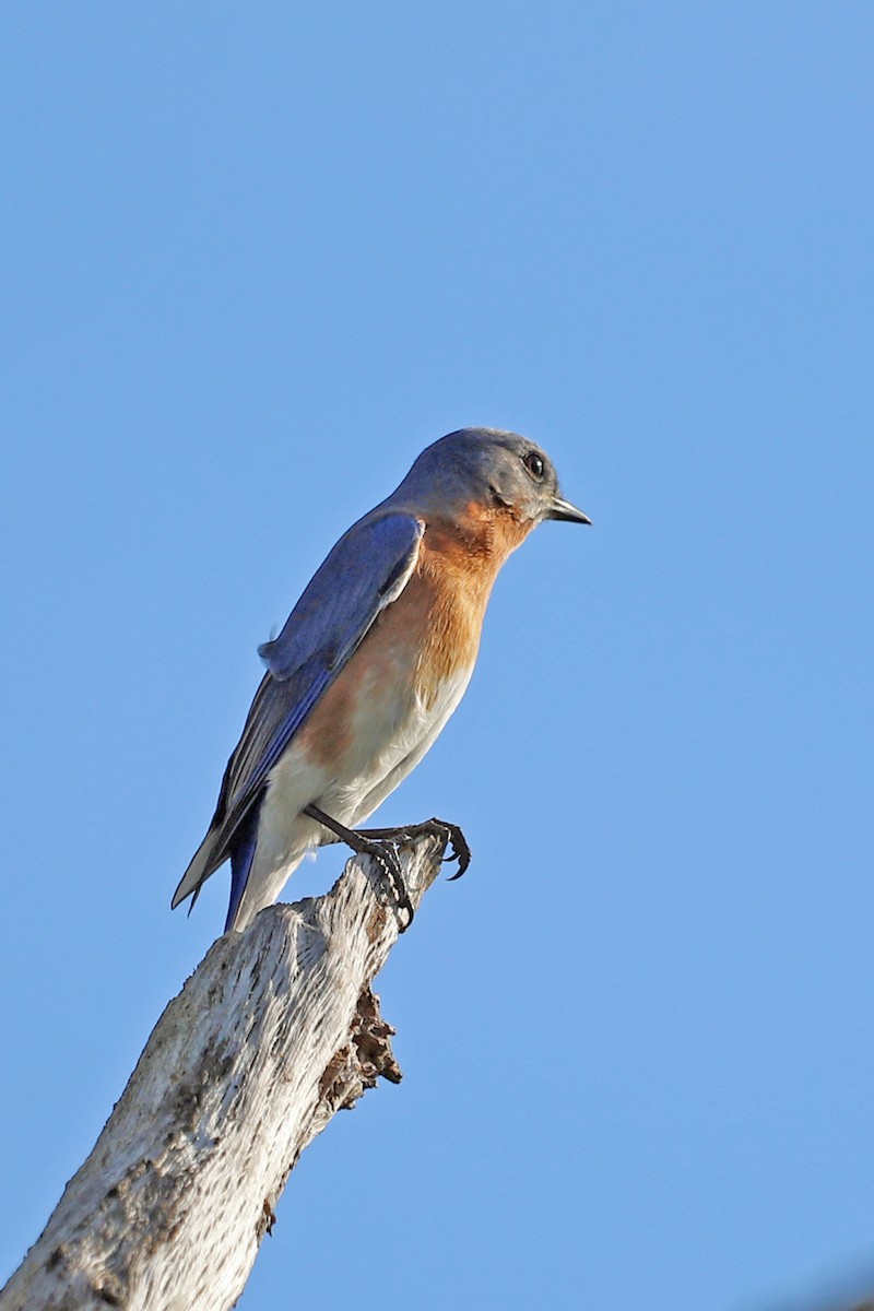 Eastern Bluebird - ML405783611