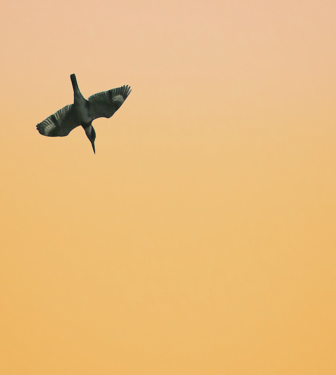 Belted Kingfisher - ML405784061