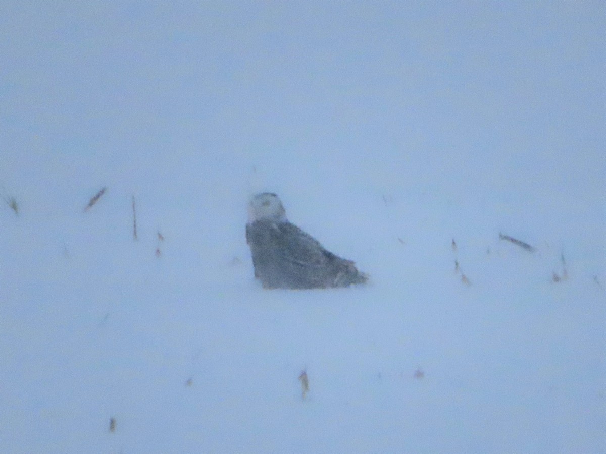 Snowy Owl - ML405784081