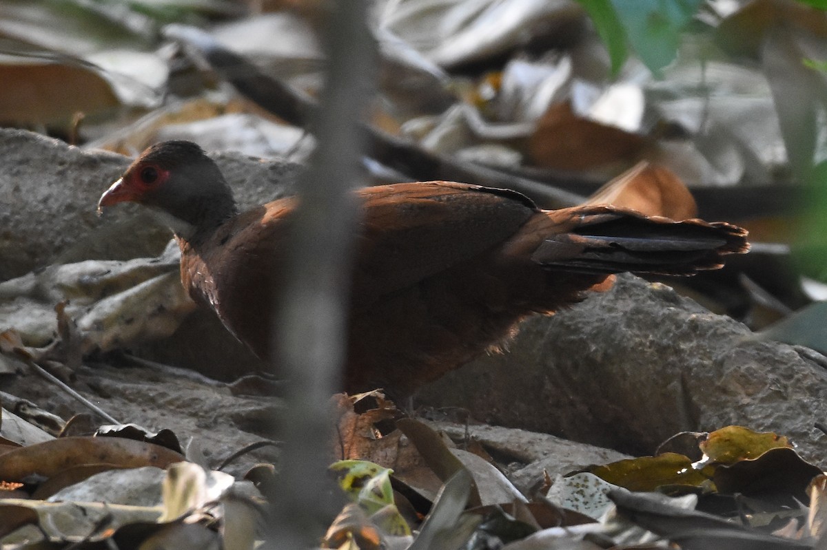 Red Spurfowl - ML405784691