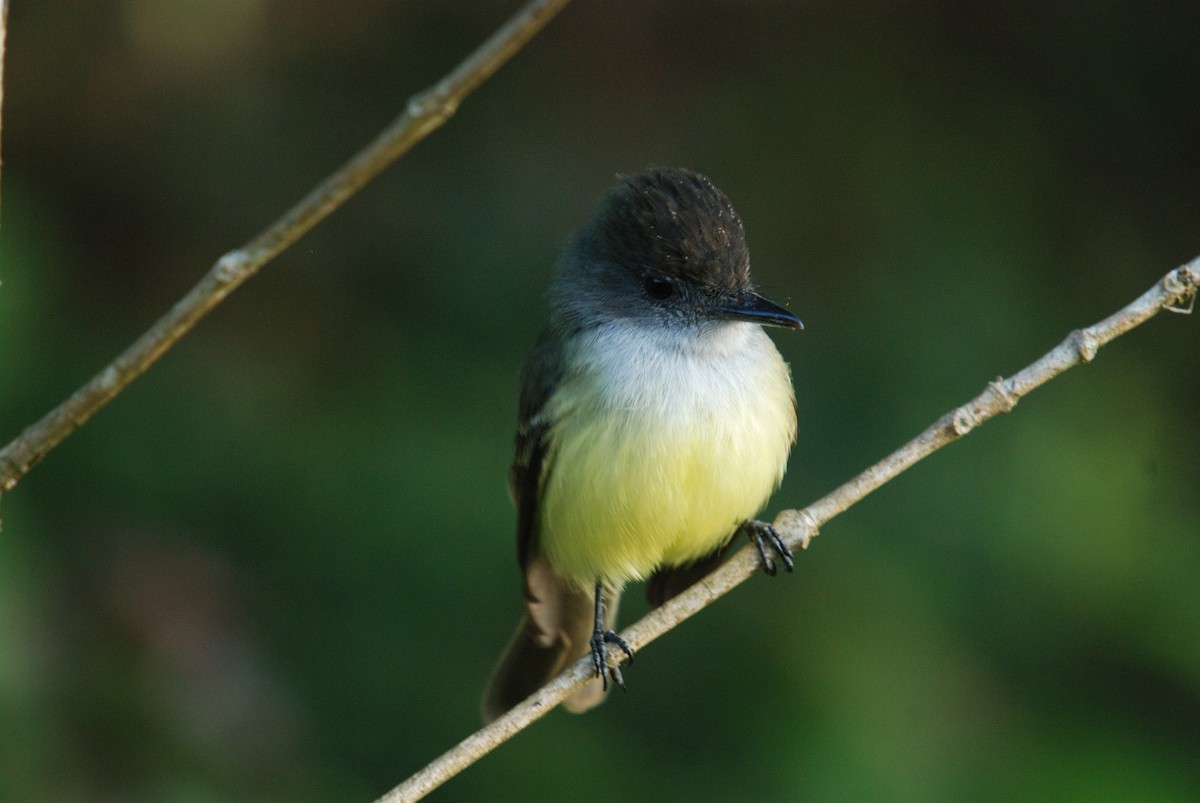 Dusky-capped Flycatcher - ML405784821