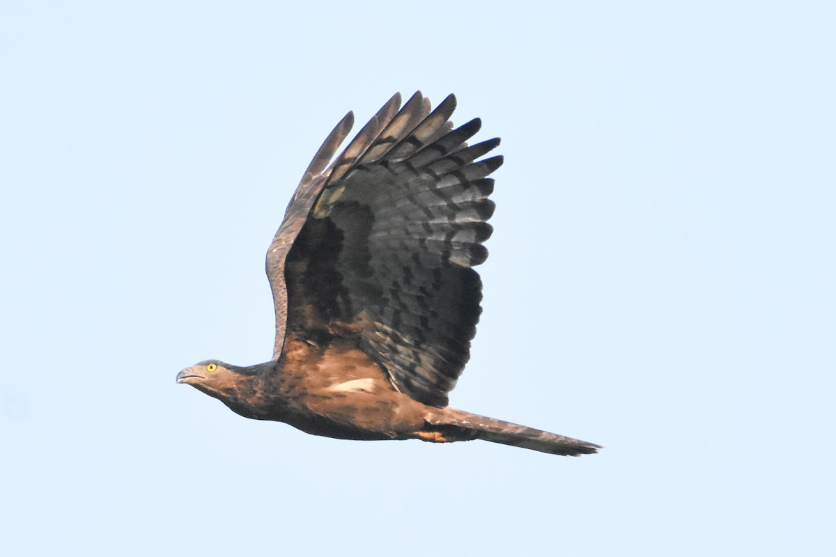 Oriental Honey-buzzard - ML405785041