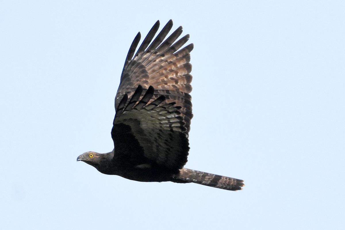 Oriental Honey-buzzard - ML405785051