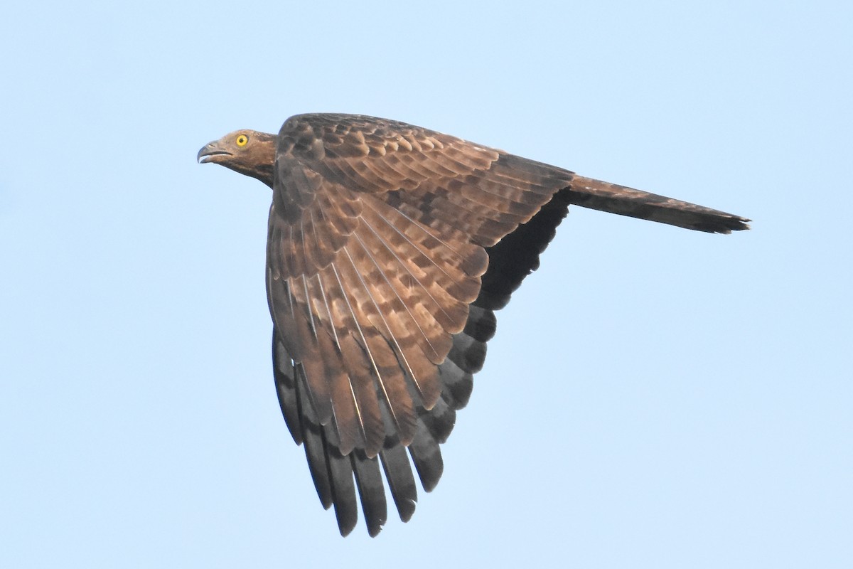 Oriental Honey-buzzard - ML405785071