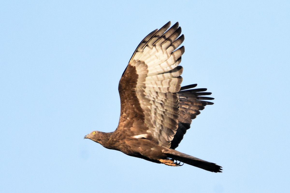 Oriental Honey-buzzard - ML405785081