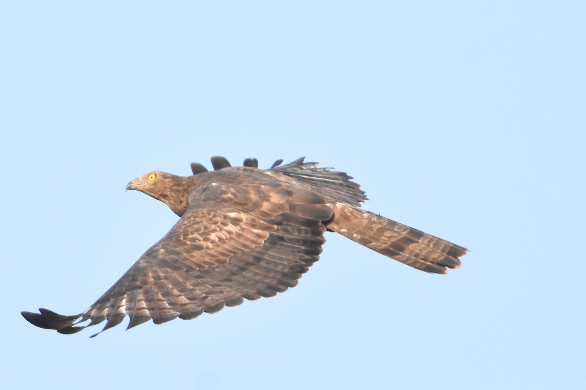 Oriental Honey-buzzard - Krishnamoorthy Muthirulan