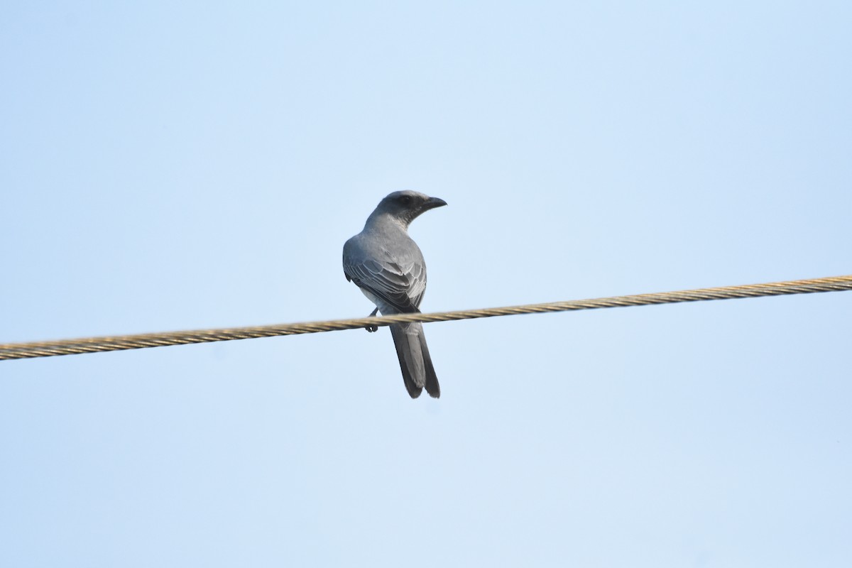 Large Cuckooshrike - ML405785441