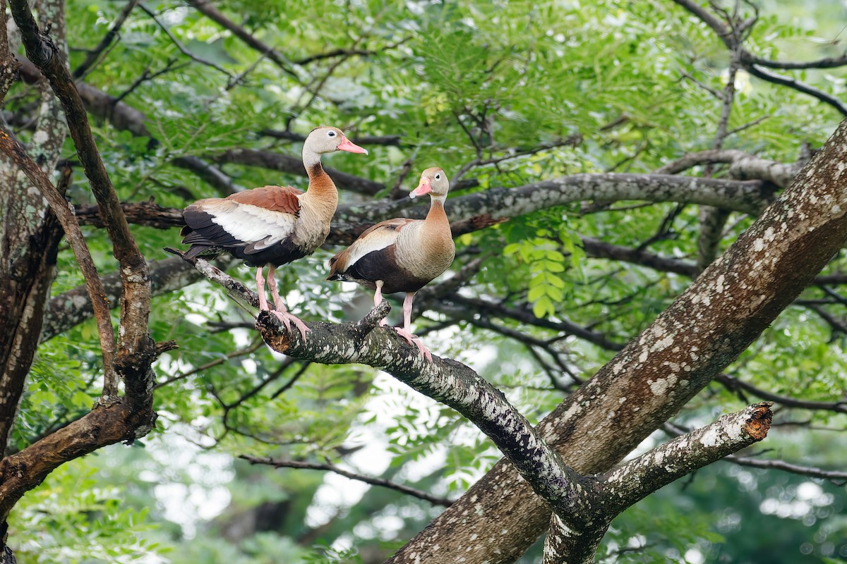 Black-bellied Whistling-Duck - ML405786181