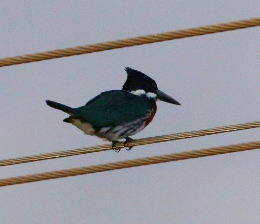 Green Kingfisher - ML405786661