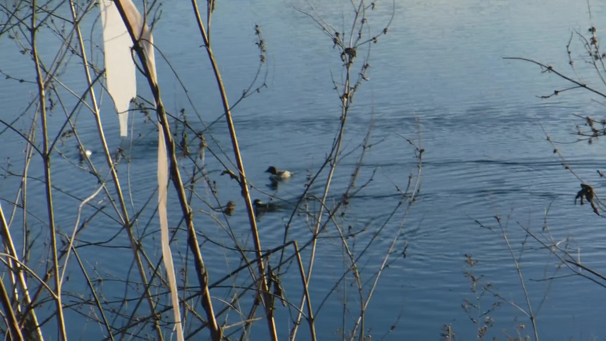 Common Goldeneye - ML405787071