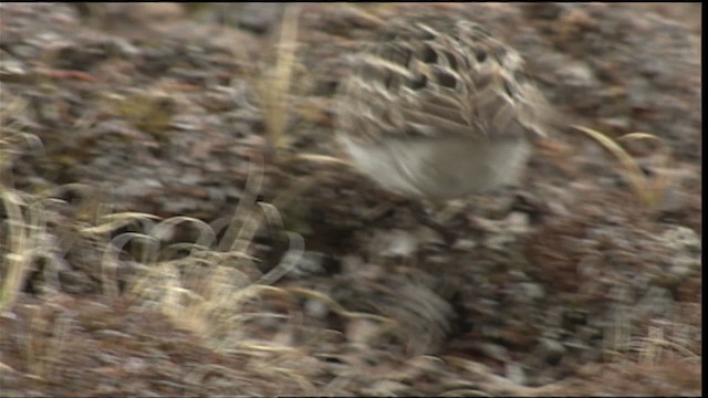 Semipalmated Sandpiper - ML405788