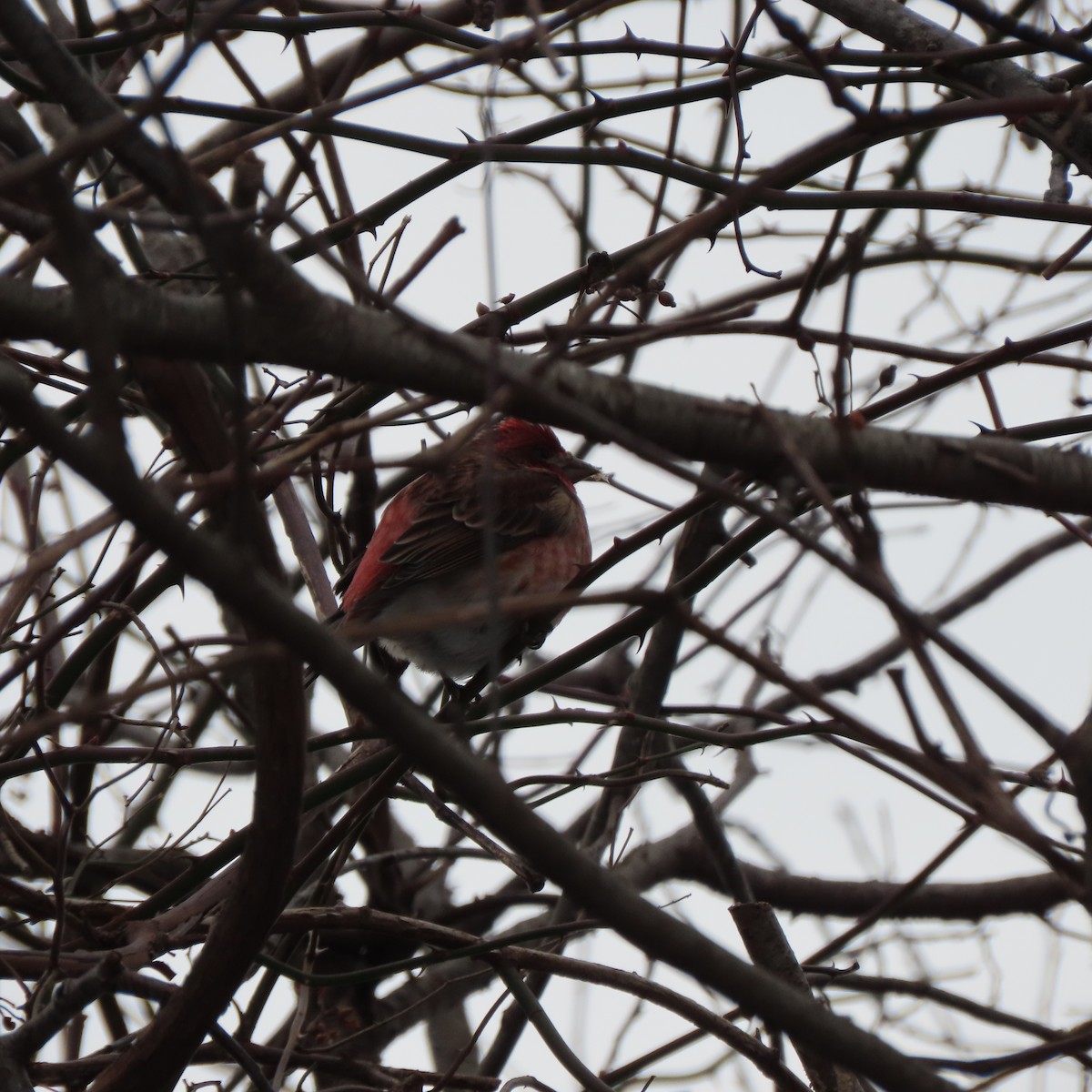 Purple Finch - ML405788291