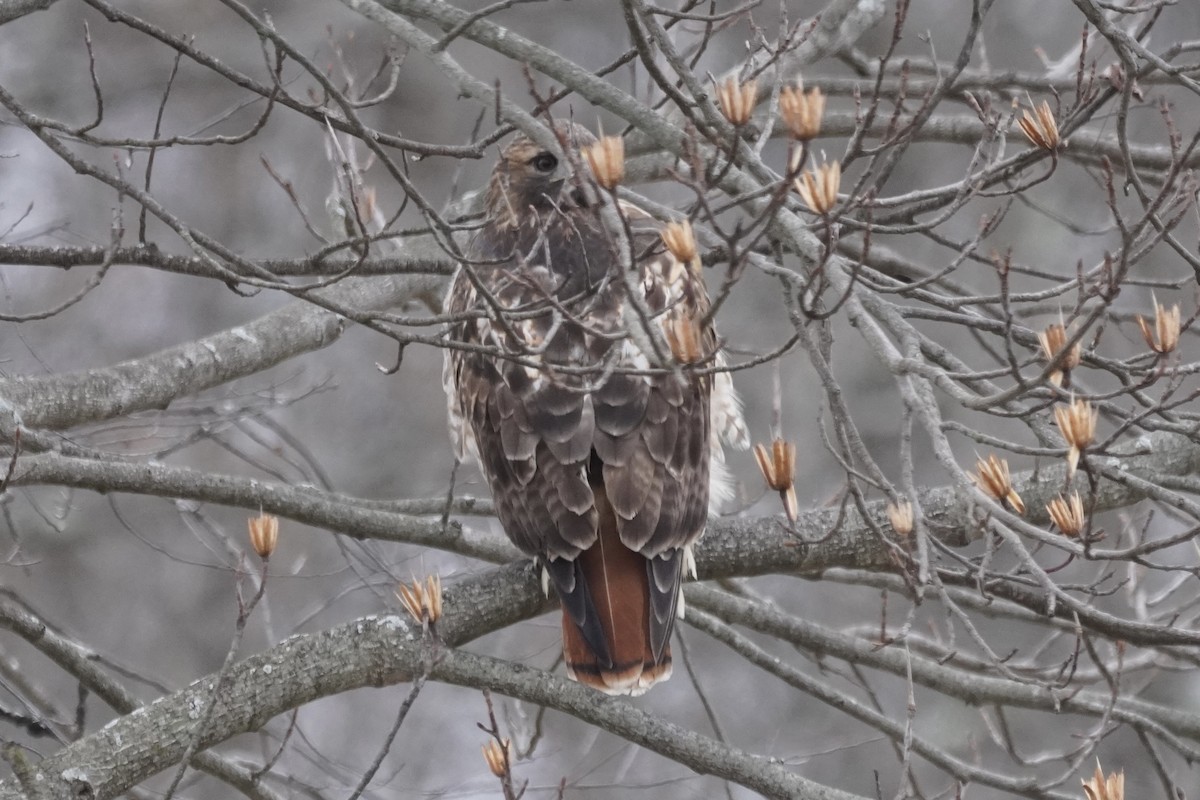 Red-tailed Hawk - ML405789591