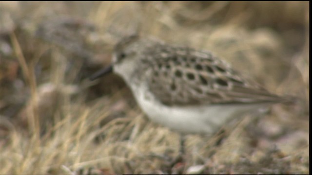 Semipalmated Sandpiper - ML405791