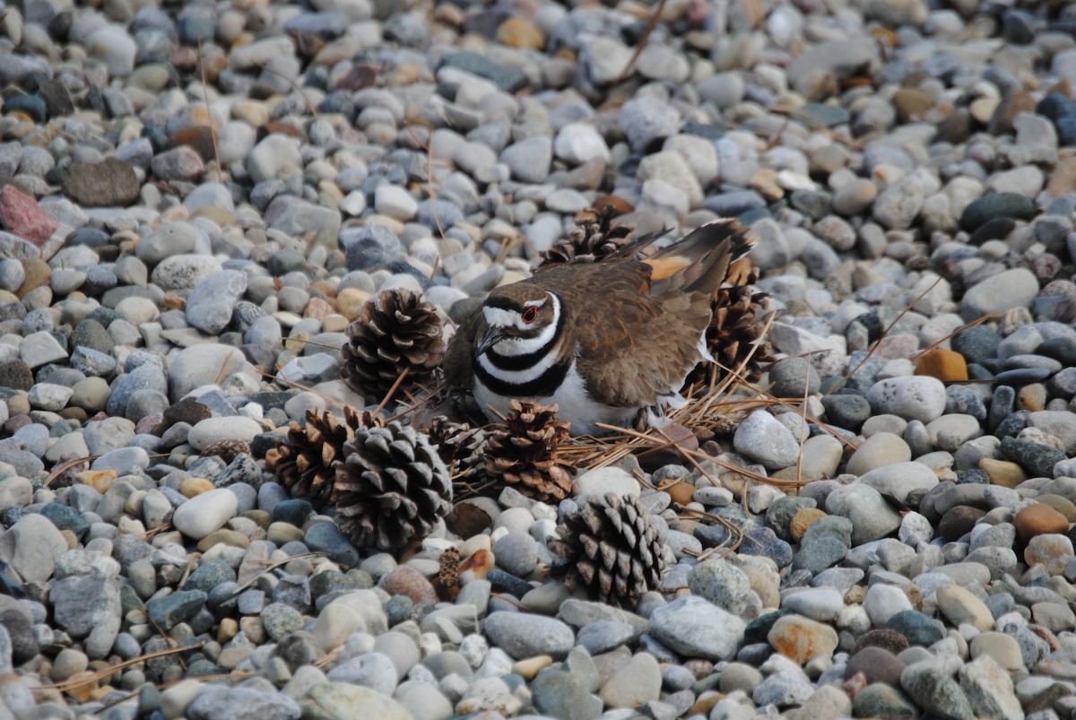 Killdeer - ML405792751