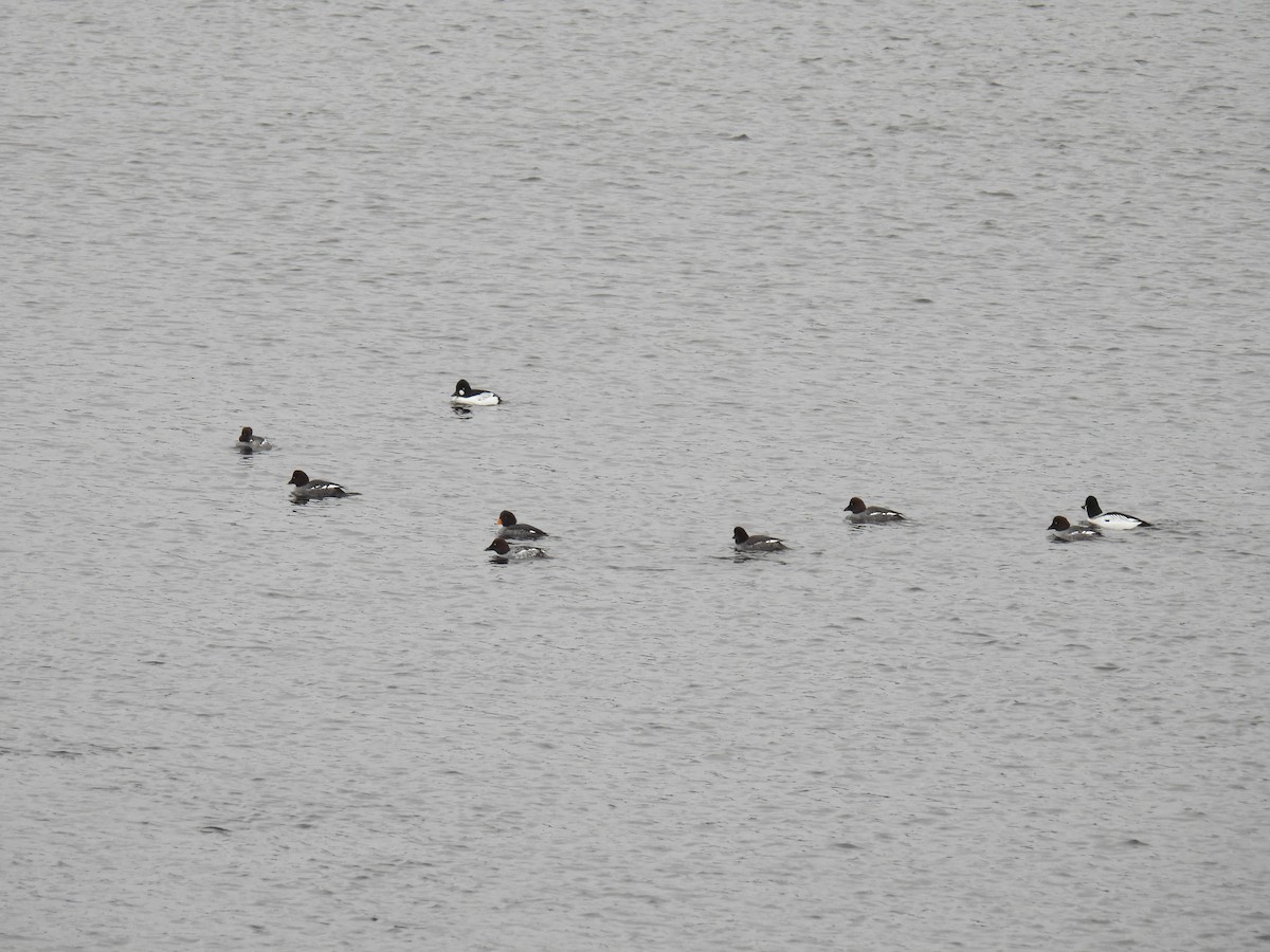 Barrow's Goldeneye - ML405792961