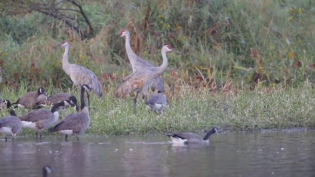 Sandhill Crane - ML405793301